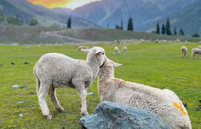 Jammu