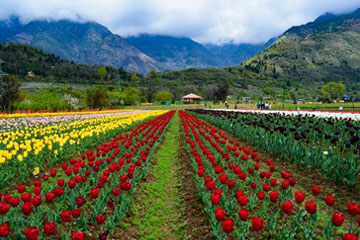 Kashmir 7 Days Tour Package